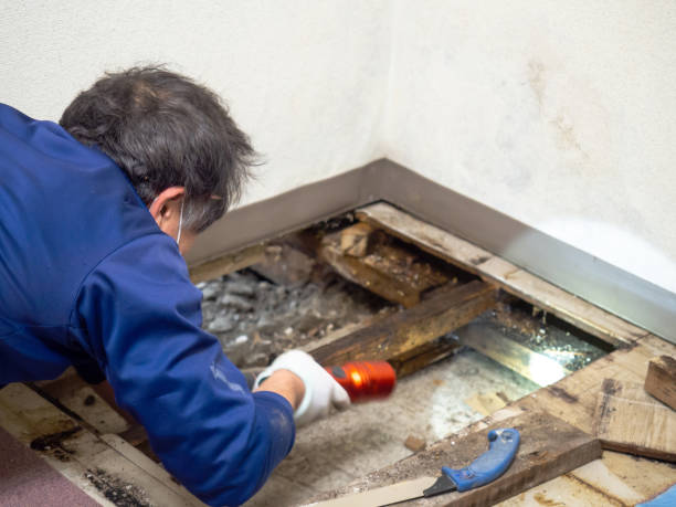Best Certified Mold Removal  in Platteville, WI