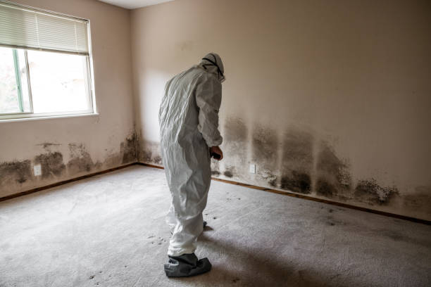 Best Commercial Mold Removal  in Platteville, WI