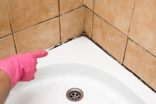 Office Mold Removal Services in Platteville, WI